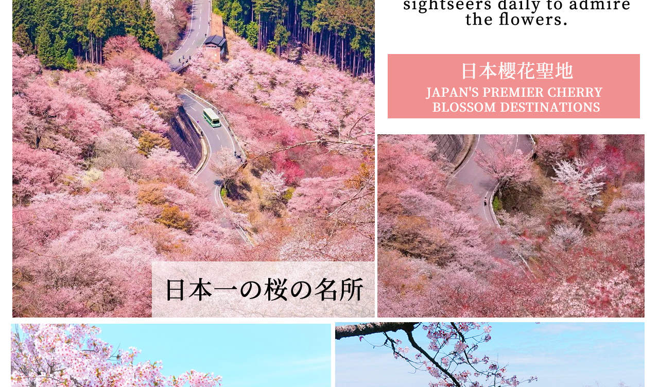Sakura Season Limited] Day Trip from Osaka | Nara Park Deer